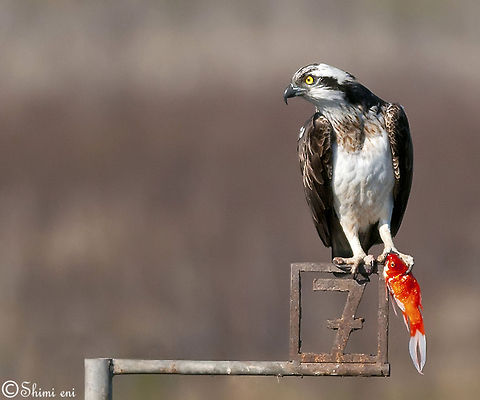 Osprey  Feeding,Pandion haliaetus,birds