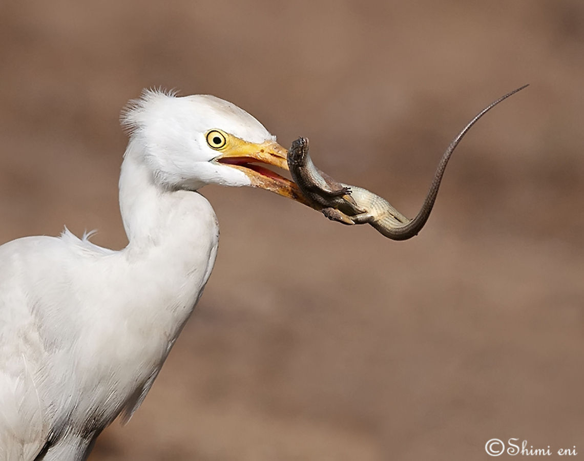 Heron (Ardeidae) II Heron feeding on a small reptile. Ardea alba,Ardeidae,Feeding,Great Egret,birds,heron
