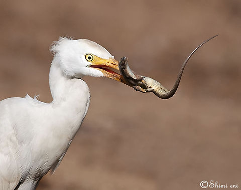 Heron (Ardeidae) II Heron feeding on a small reptile. Ardea alba,Ardeidae,Feeding,Great Egret,birds,heron