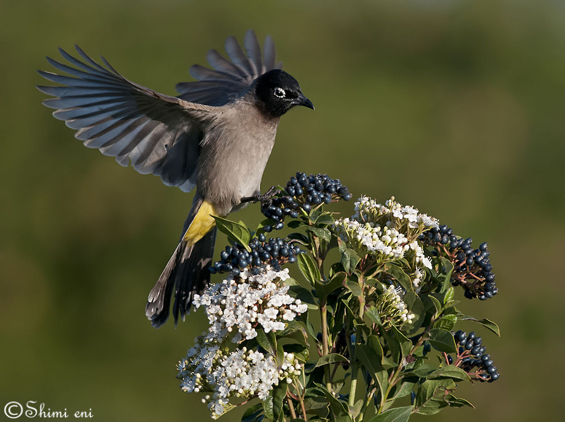 Spectacled Bulbul  Pycnonotus,xanthopygos