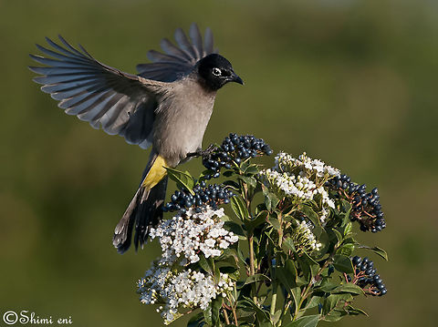 Spectacled Bulbul  Pycnonotus,xanthopygos