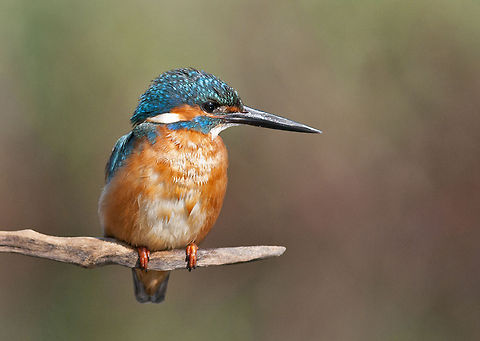 Common Kingfisher portrait  Alcedo atthis,Birds,Common Kingfisher,Kingfisher