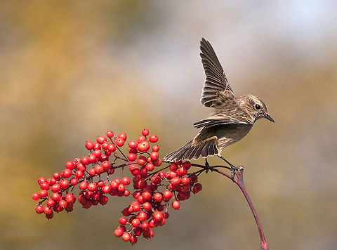 European Stonechat  European Stonechat,Saxicola rubicola