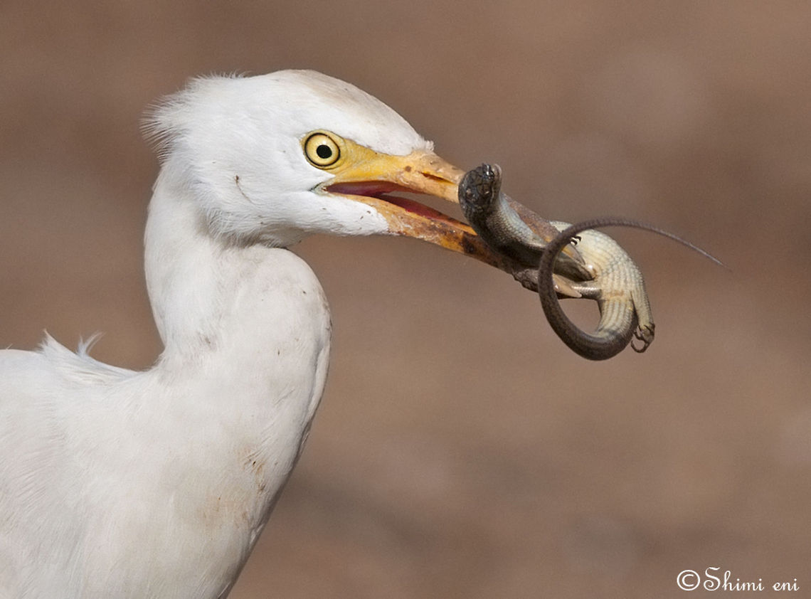 DSC_0181  Bubulcus ibis,Cattle Egret,Habenaria radiata,White Egret Flower