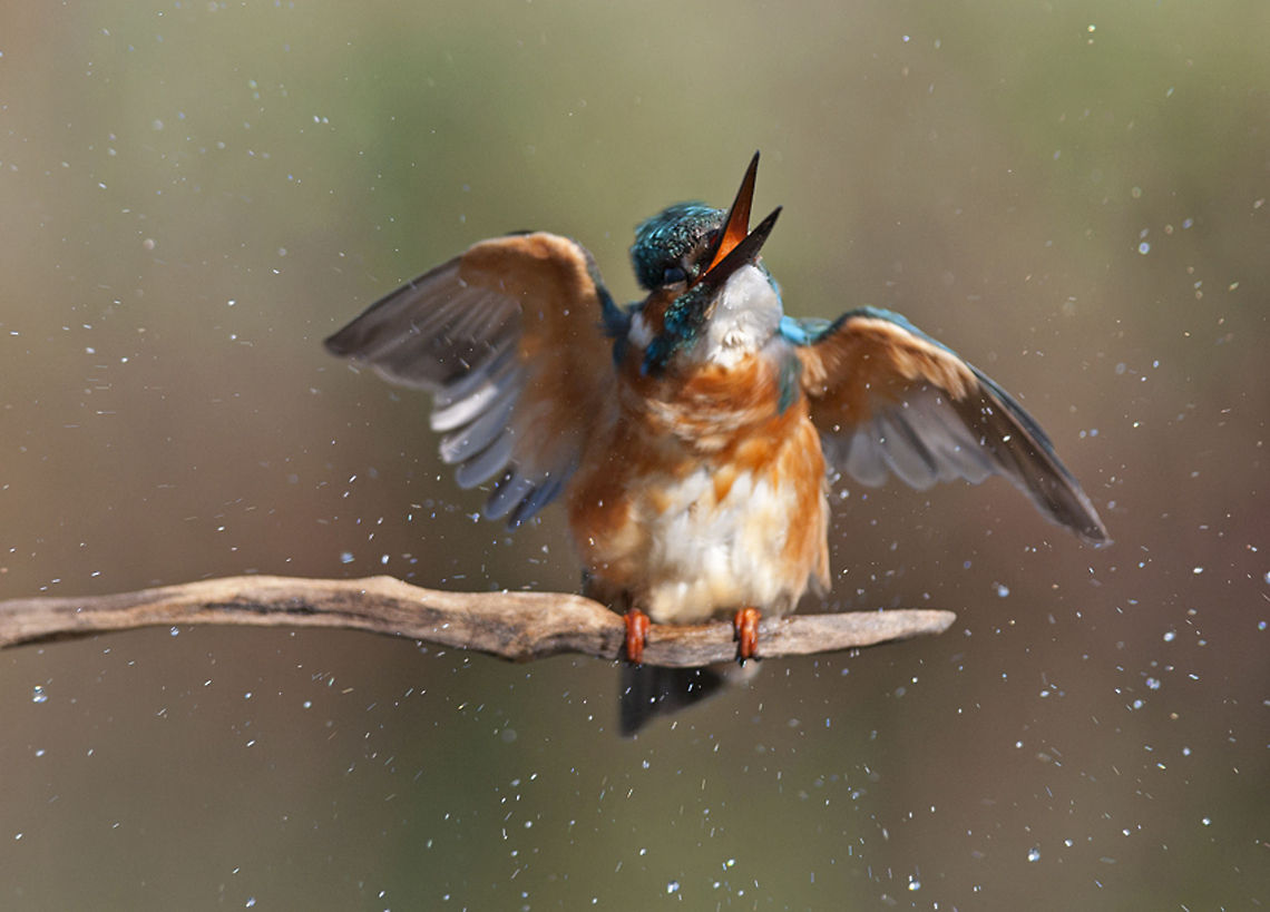 Common Kingfisher shaking off water  Alcedo atthis,Birds,Common Kingfisher,Kingfisher