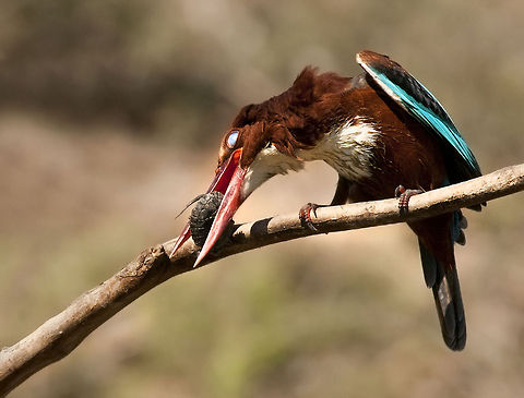 White-throated Kingfisher feeding on turtle II  Birds,Halcyon smyrnensis,Kingfisher,White-throated Kingfisher,feeding