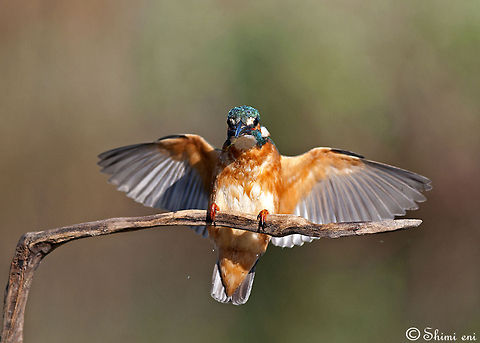 Common Kingfisher wing span  Alcedo atthis,Birds,Common Kingfisher,Kingfisher