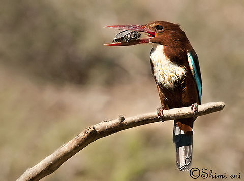 White-throated Kingfisher feeding on small turtle  Birds,Halcyon smyrnensis,Kingfisher,White-throated Kingfisher,feeding