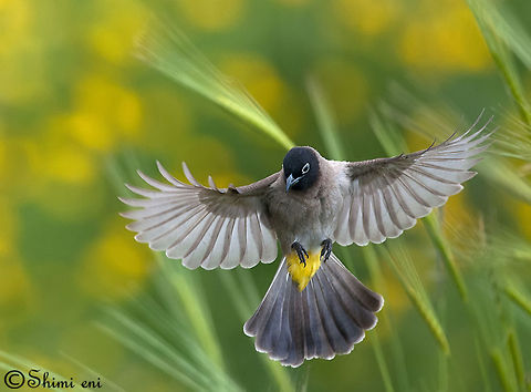 Bulbul  Birds,Pycnonotus erythropthalmos,Pycnonotus xanthopygos,Spectacled Bulbul,yellow-vented bulbul