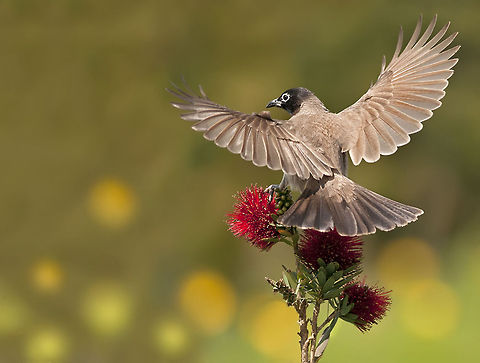 Vented bulbul  Birds,Pycnonotus xanthopygos,White-Spectacled bulbul