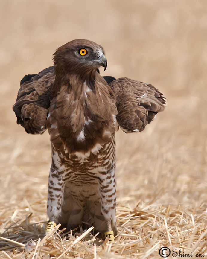 Circaetus gallicus  Circaetus gallicus,Short-toed Snake Eagle