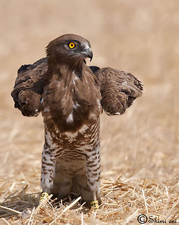 Circaetus gallicus  Circaetus gallicus,Short-toed Snake Eagle
