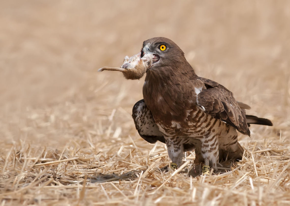 Short-toed Snake Eagle  Circaetus gallicus,Short-toed Snake Eagle