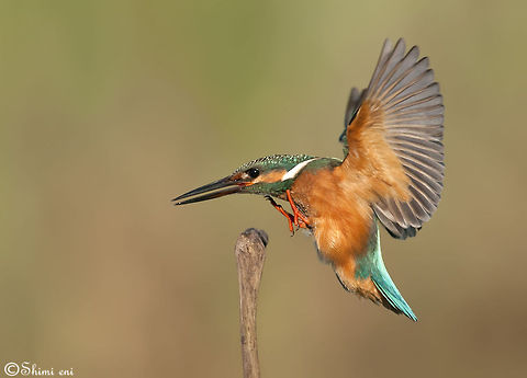 Kingfisher  Alcedo atthis,Common Kingfisher