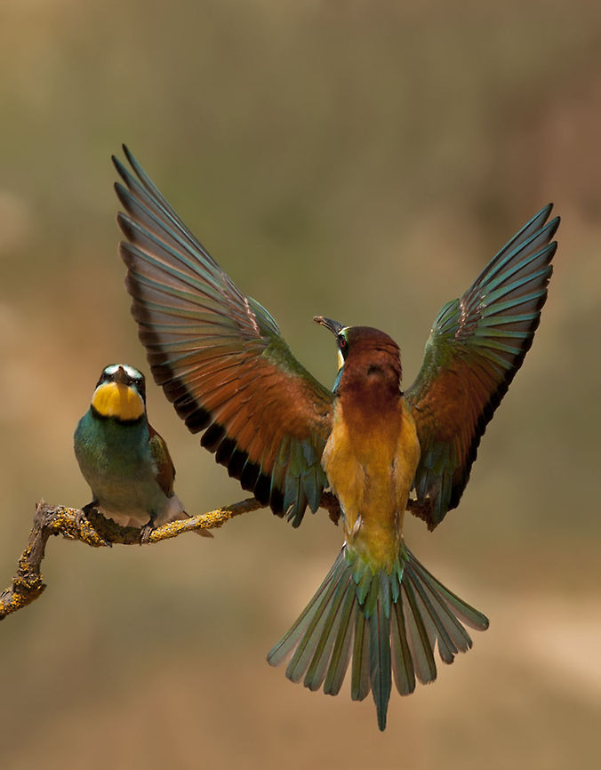 Bee-eater  European Bee-eater,Merops apiaster