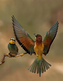 Bee-eater  European Bee-eater,Merops apiaster