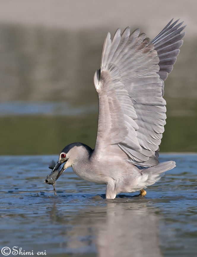 Black-crowned Night Heron catches fish  Black-crowned Night Heron,Nycticorax nycticorax