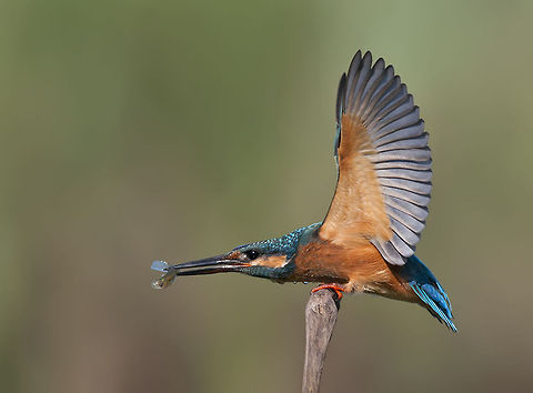 Kingfisher with a fish  Alcedo atthis,Common Kingfisher