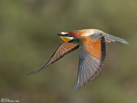 European Bee-eater in flight  European Bee-eater,Merops apiaster