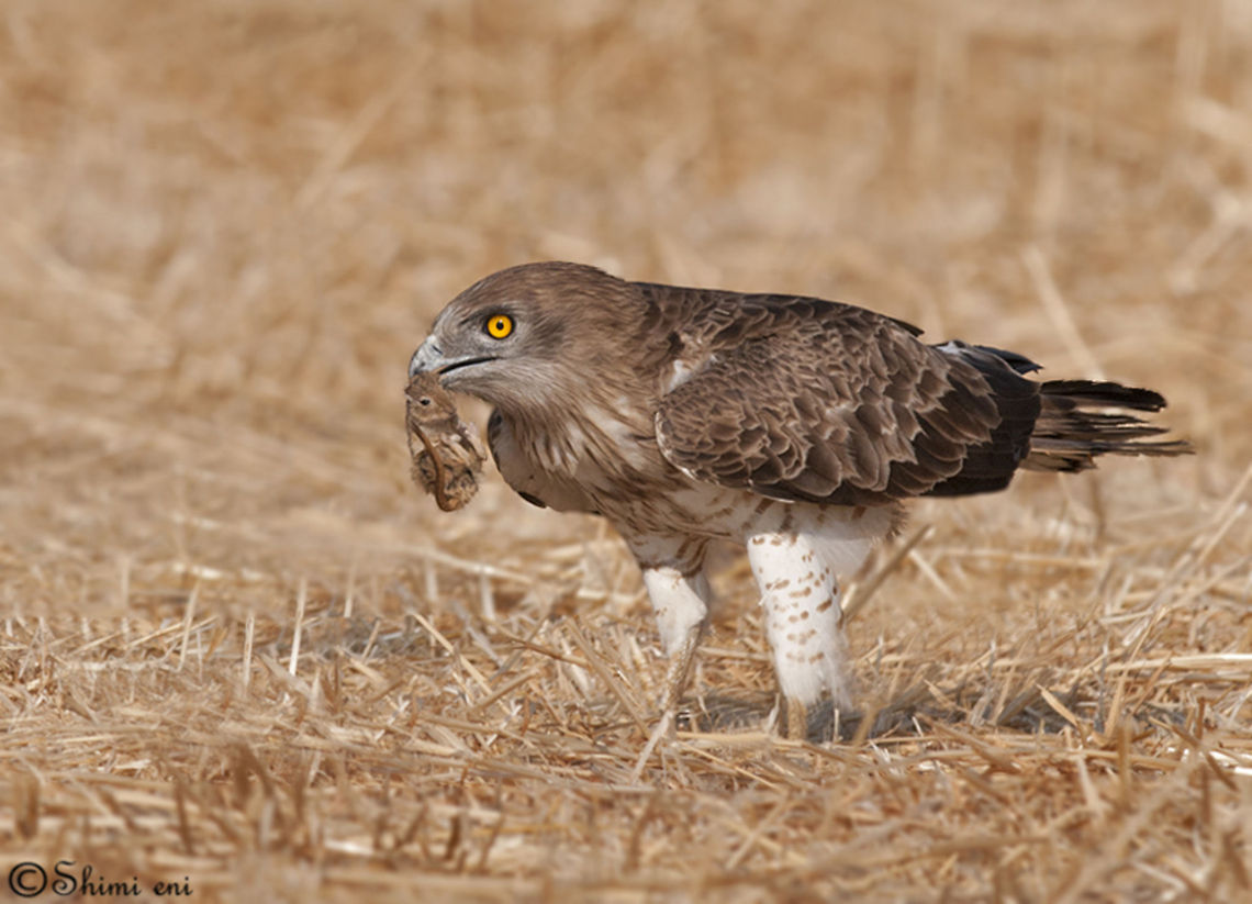 snake eagle  Circaetus gallicus,Short-toed Snake Eagle