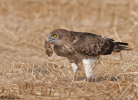 snake eagle  Circaetus gallicus,Short-toed Snake Eagle