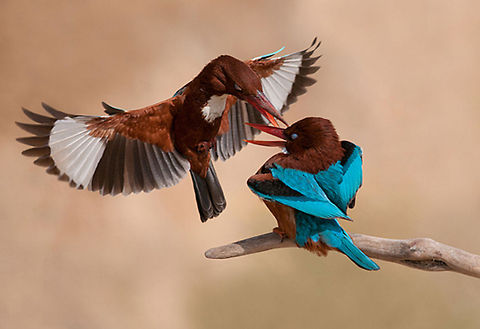 White-throated Kingfishers in flight  Halcyon smyrnensis,White-throated Kingfisher