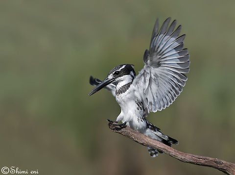 Pied kingfisher spreads wings  Ceryle rudis,Pied Kingfisher