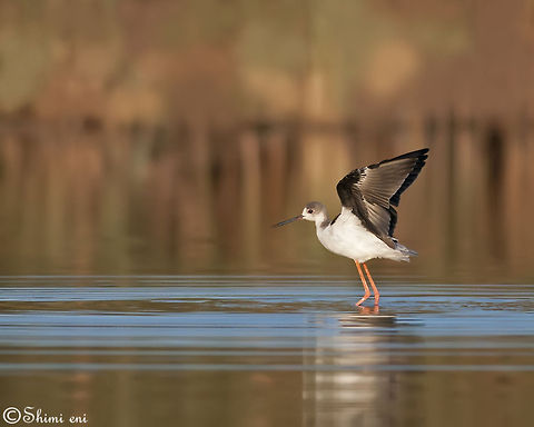 Black-winged Stilt flaps wings  Black-winged Stilt,Himantopus himantopus