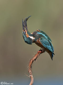 Common Kingfisher eats fish  Alcedo atthis,Common Kingfisher