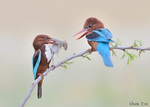White-throated Kingfisher - Male&Female Male and female courting, male brings gift to female before coupling. Halcyon smyrnensis,White-throated kingfisher