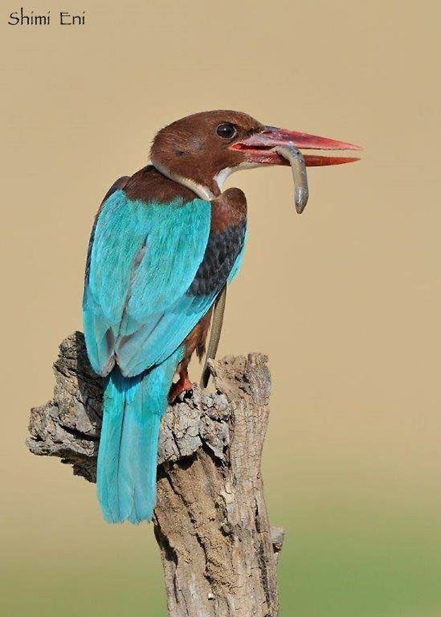 White throated kingfisher  Halcyon smyrnensis,White-throated kingfisher