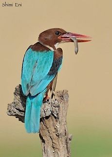 White throated kingfisher  Halcyon smyrnensis,White-throated kingfisher