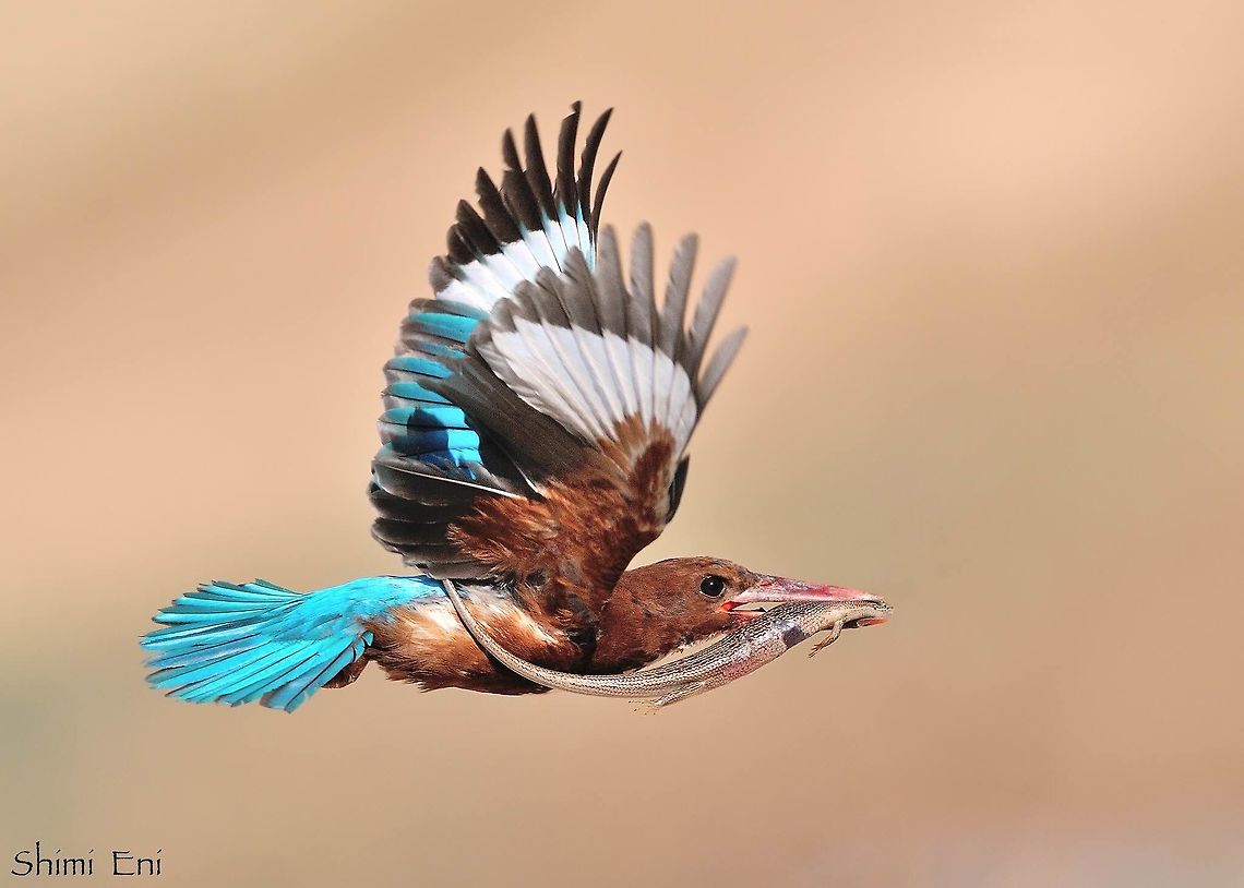 White throated kingfisher  Geotagged,Halcyon smyrnensis,Israel,White-throated kingfisher