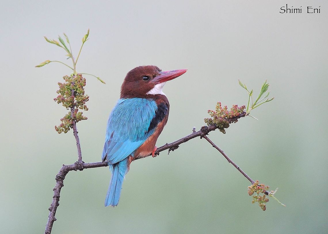 White throated kingfisher  Halcyon smyrnensis,White-throated kingfisher