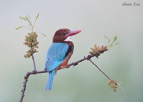 White throated kingfisher  Halcyon smyrnensis,White-throated kingfisher