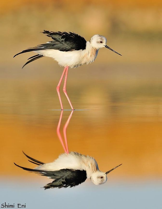 Himantopus himantopus  Black-winged stilt,Himantopus himantopus