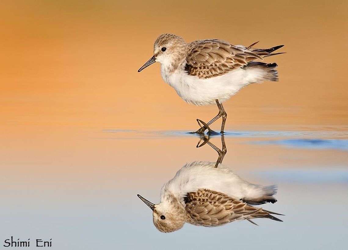 Calidris minuta  Calidris minuta,Little stint