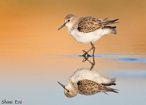 Calidris minuta  Calidris minuta,Little stint