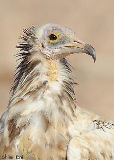 Neophron percnopterus  Egyptian Vulture,Neophron percnopterus
