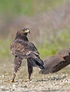 Greater Spotted Eagle on the ground  Aquila clanga,Greater Spotted Eagle