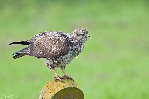 Common Buzzard on stone  Buteo buteo,Common Buzzard