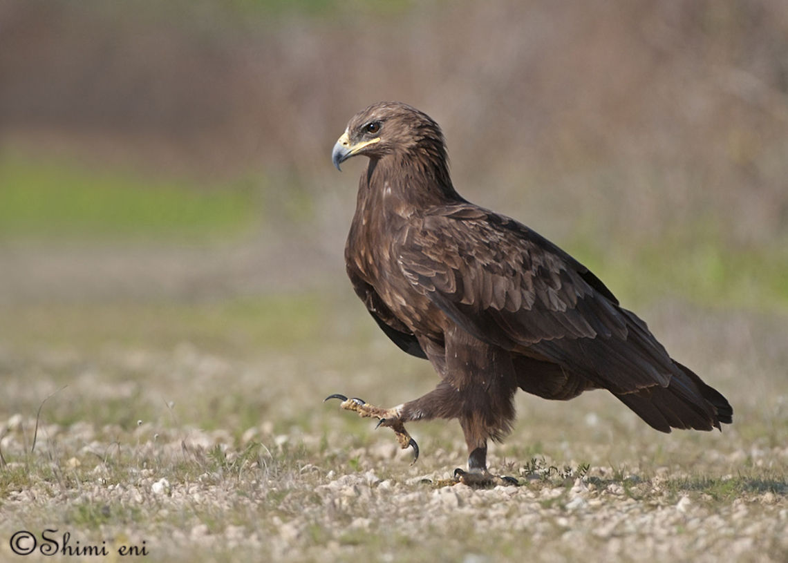 Greater Spotted Eagle walking  Aquila clanga,Greater Spotted Eagle