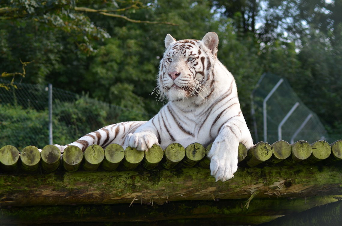 White Bengal Tiger in West Midlands Safari Park White Bengal Tiger in West Midlands Safari Park - Worcestershire Bengal tiger,Geotagged,Panthera tigris,Panthera tigris tigris,Tiger,United Kingdom,West Midlands Safari Park,White Bengal Tiger