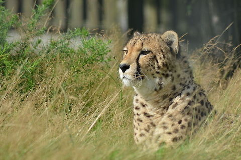 Cheetah in West Midlands Safari Park - Worcestershire  Acinonyx jubatus,Cheetah,Geotagged,United Kingdom,West Midlands Safari Park