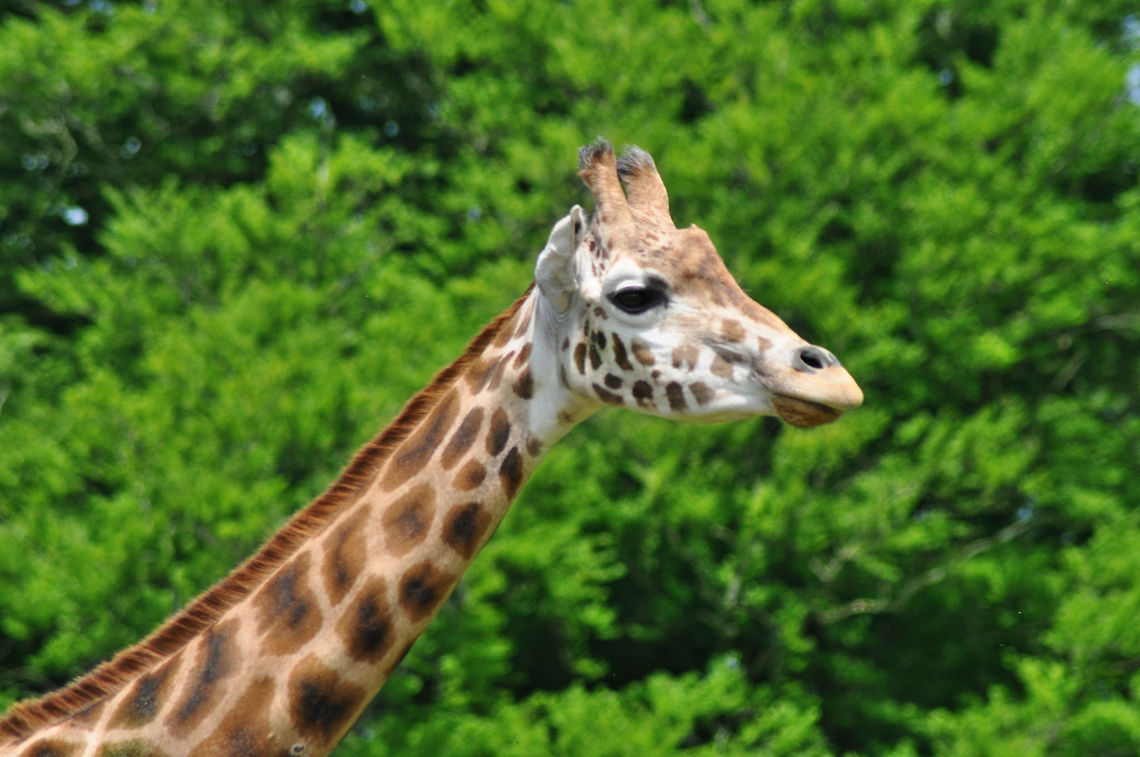 Giraffe in Longleat Safari Park - Warminster Giraffe in Longleat Safari Park - Warminster Geotagged,Giraffa camelopardalis,Giraffe,United Kingdom,Warminster