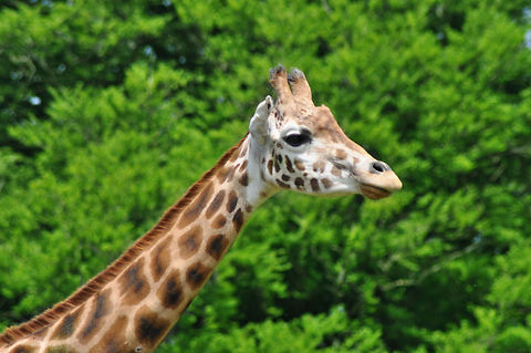 Giraffe in Longleat Safari Park - Warminster Giraffe in Longleat Safari Park - Warminster Geotagged,Giraffa camelopardalis,Giraffe,United Kingdom,Warminster