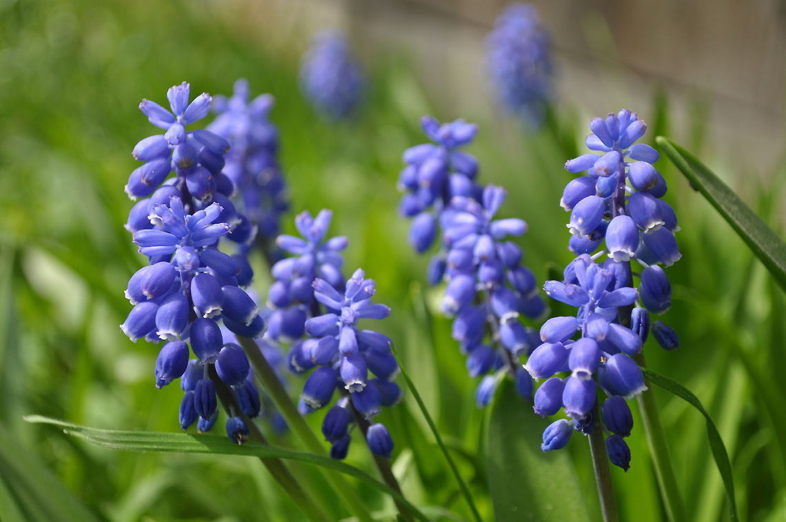 Grape Hyacinth in Isle of Wight Grape Hyacinth in Isle of Wight Geotagged,Muscari armeniacum,United Kingdom