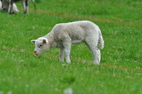 lamb in Longleat Safari Park - Warminster lamb in Longleat Safari Park - Warminster Domestic sheep,Geotagged,Ovis aries,United Kingdom,Warminster,lamb