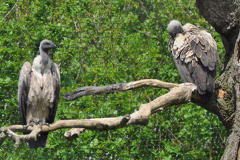 Vulture in Longleat Safari Park - Warminster Vulture in Longleat Safari Park - Warminster Geotagged,Griffon Vulture,Gyps fulvus,United Kingdom