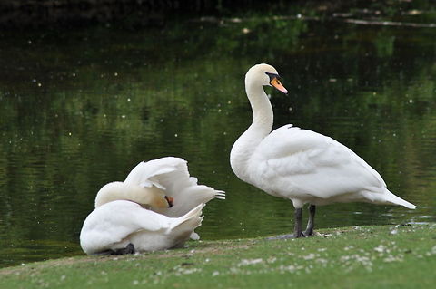 Swans in Kew Garden Swans in Kew Garden  Cygnus olor,Geotagged,Mute Swan,United Kingdom